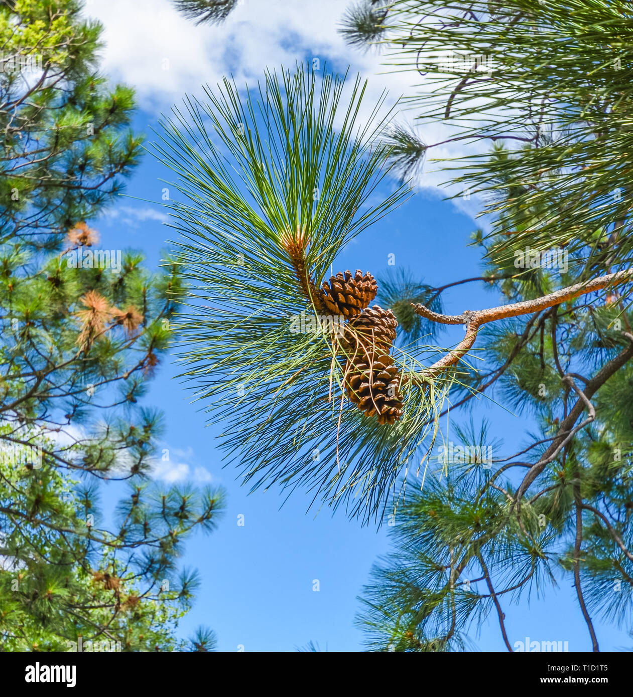 Fir cone sur la succursale sur fond de ciel bleu. Banque D'Images