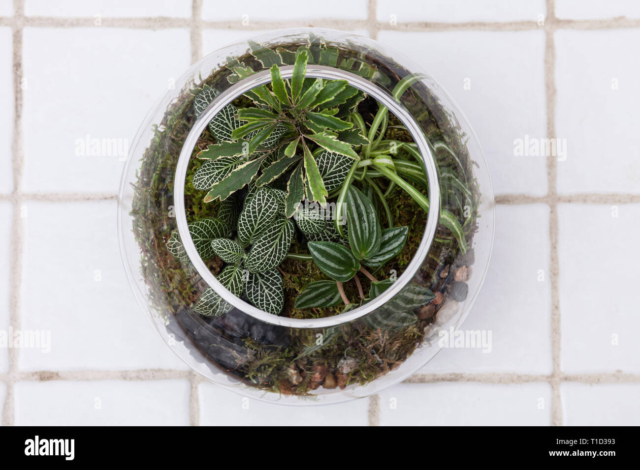 High Angle View of Fish Bowl Terrarium sur céramique blanche Banque D'Images