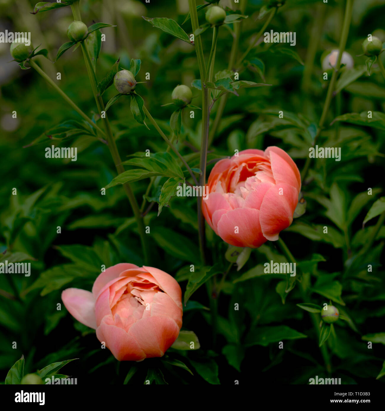 Les Pivoines rose prêt à Bloom Banque D'Images