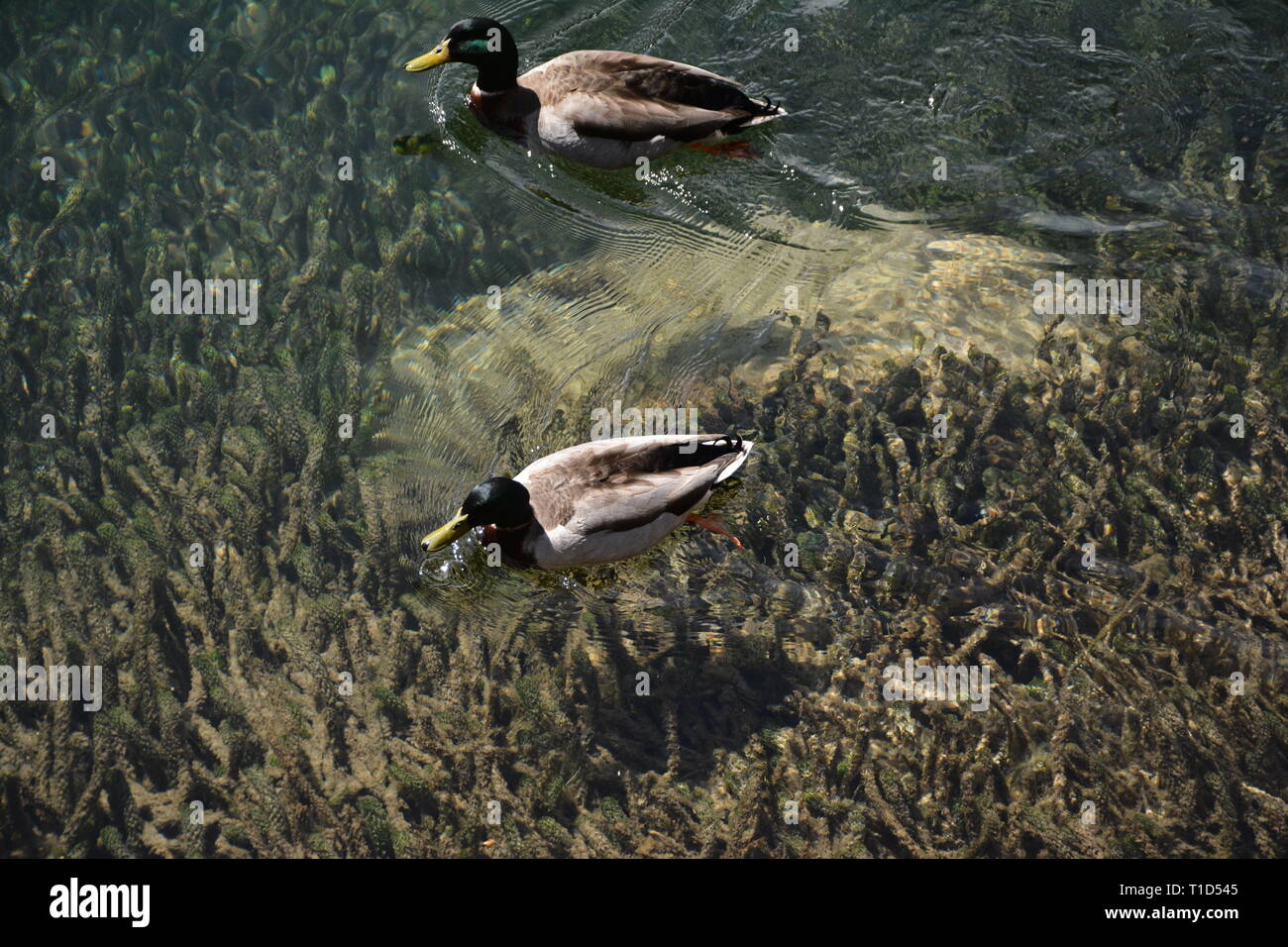 Canards nageant dans les eaux claires de la rivière Waikato, Taupo, île du Nord, Waikato, Nouvelle-Zélande Banque D'Images