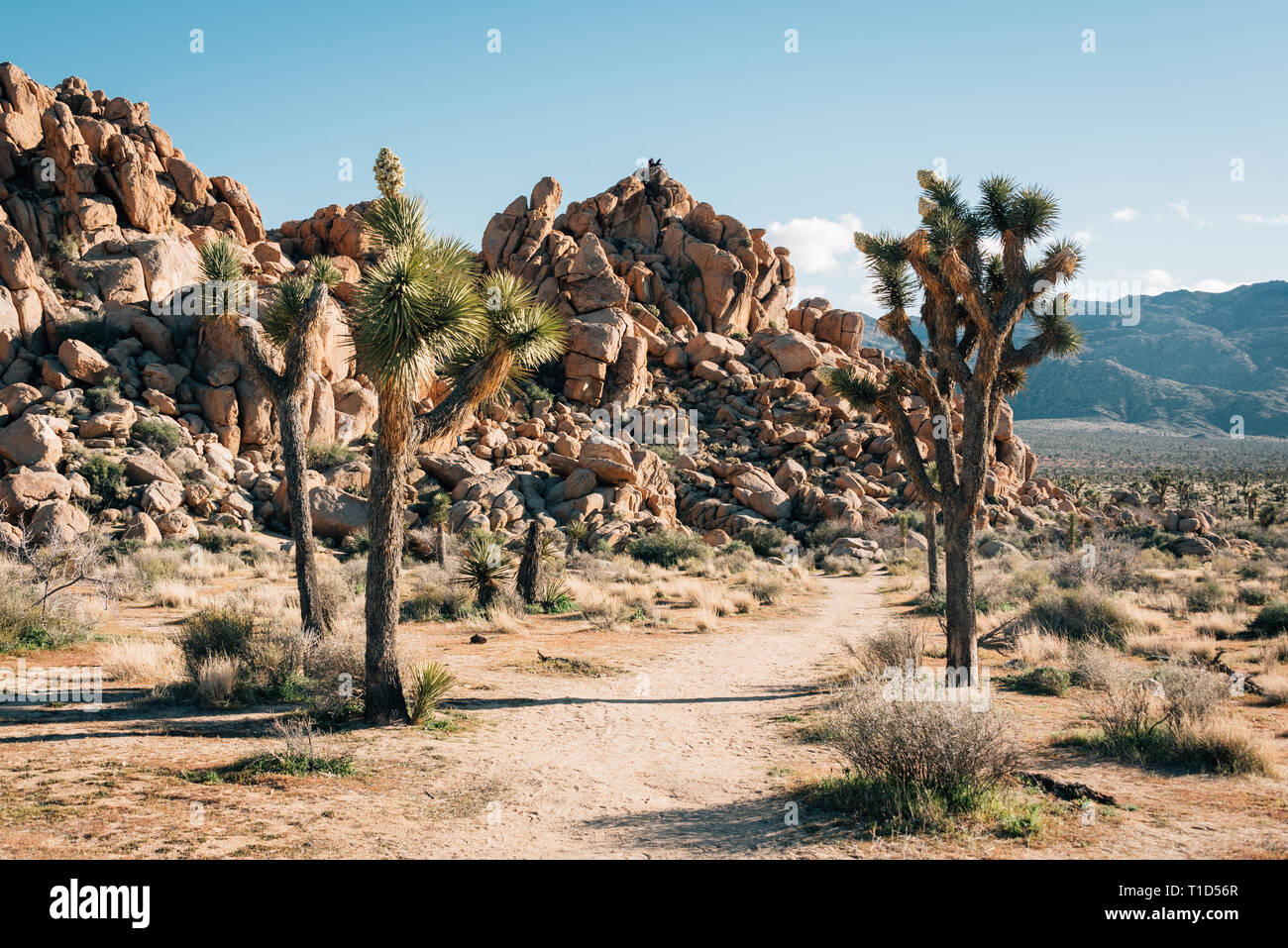 Sentier et d'énorme rocher pile dans Joshua Tree National Park, Californie Banque D'Images