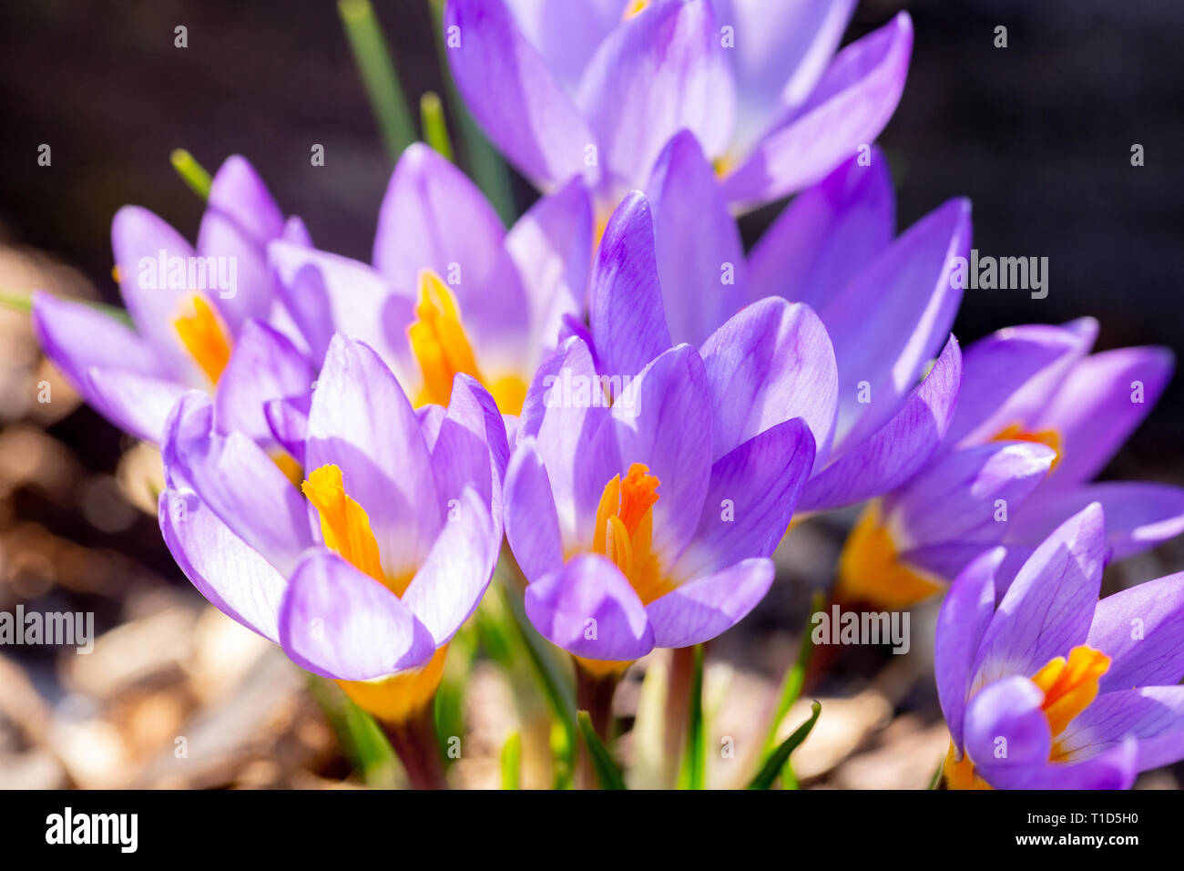 Gros plan du purple crocus au printemps Banque D'Images