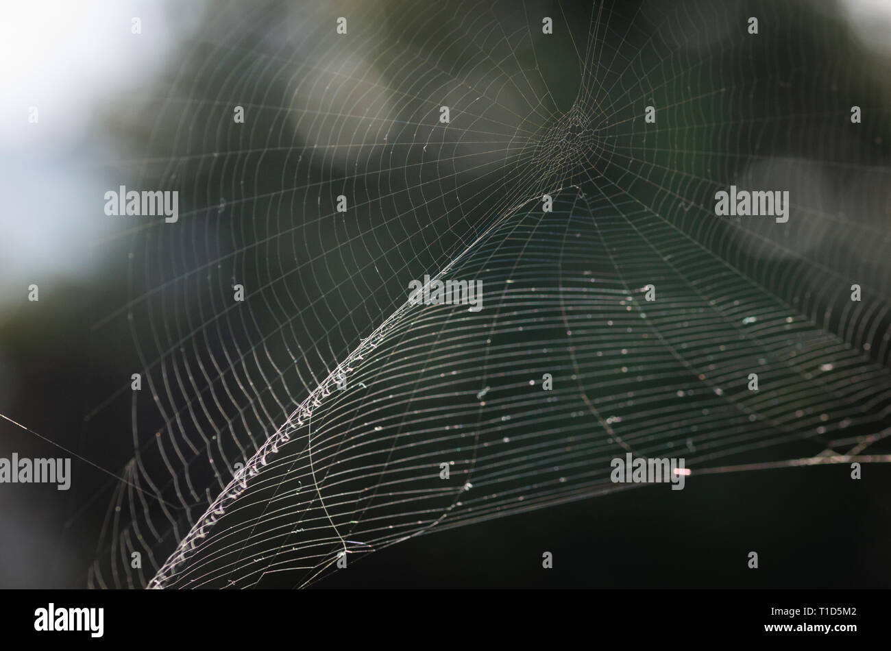 L'araignée (Spider web l'arrière-plan gros plan) Banque D'Images