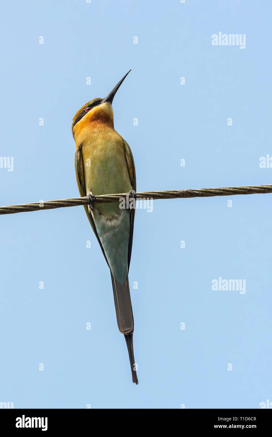 Blue-tailed Guêpier (Merops philippinus) Banque D'Images