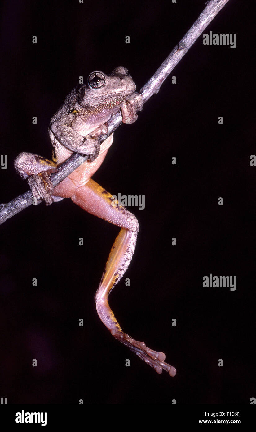 Peron's Tree Frog Banque D'Images