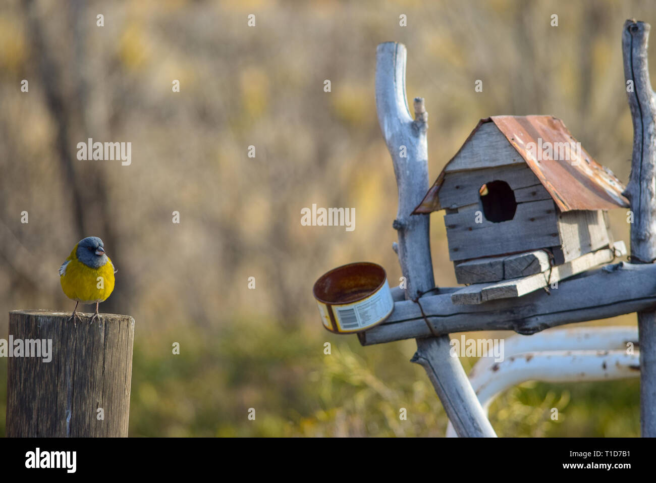 Petit Oiseau Jaune Avec Tête Bleu Perché Sur Un Bâton à Côté