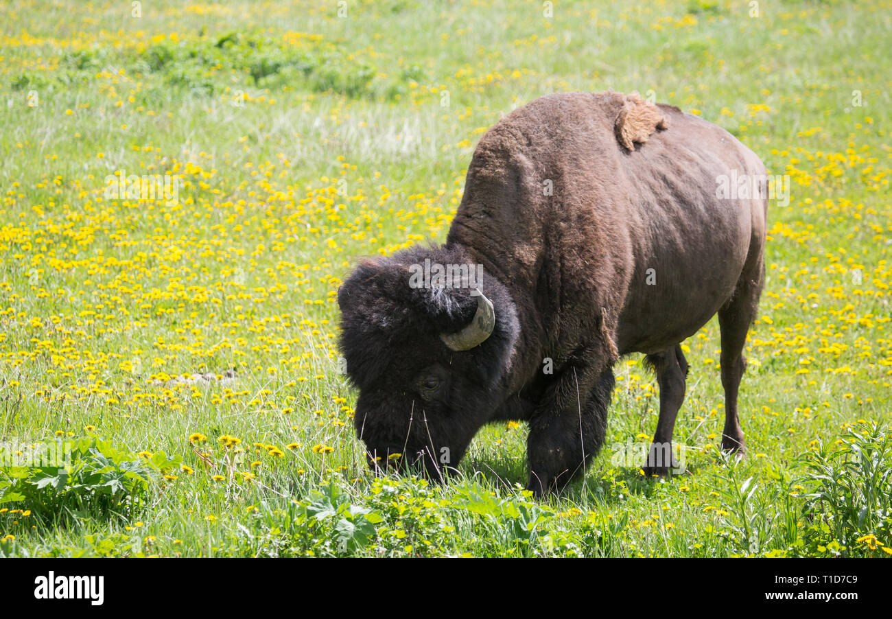 Yellowstone National Park - bisons Bull, Lamar Valley Banque D'Images