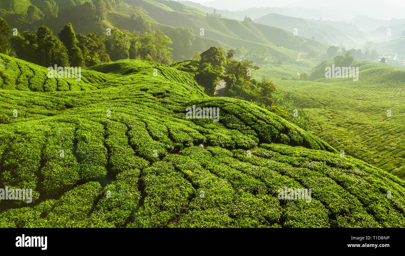 Beau paysage verdoyant de la plantation de thé en Cameron Highlands Banque D'Images