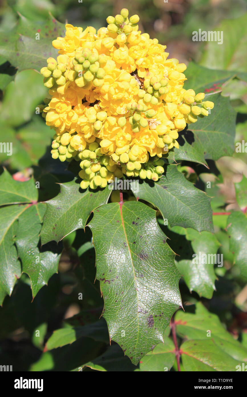 - Mahonia Mahonia aquifolium syn Berberis aquifolium Banque D'Images