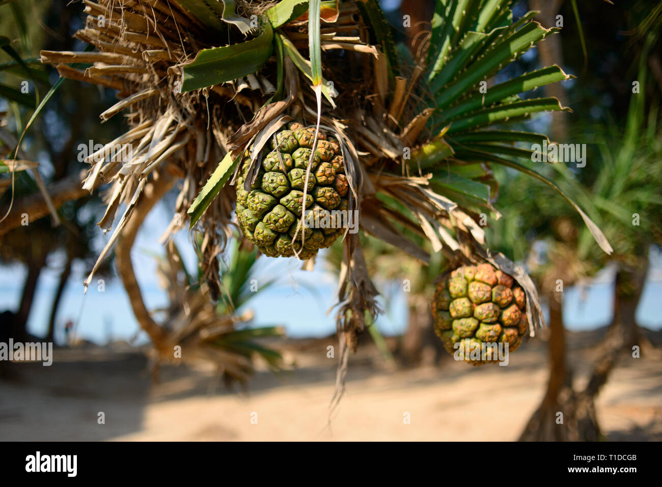 Pandanus tectorius arbre. Pandan Tropical fruits sur un arbre. Arrière-plan flou, copie gratuite de l'espace. Banque D'Images