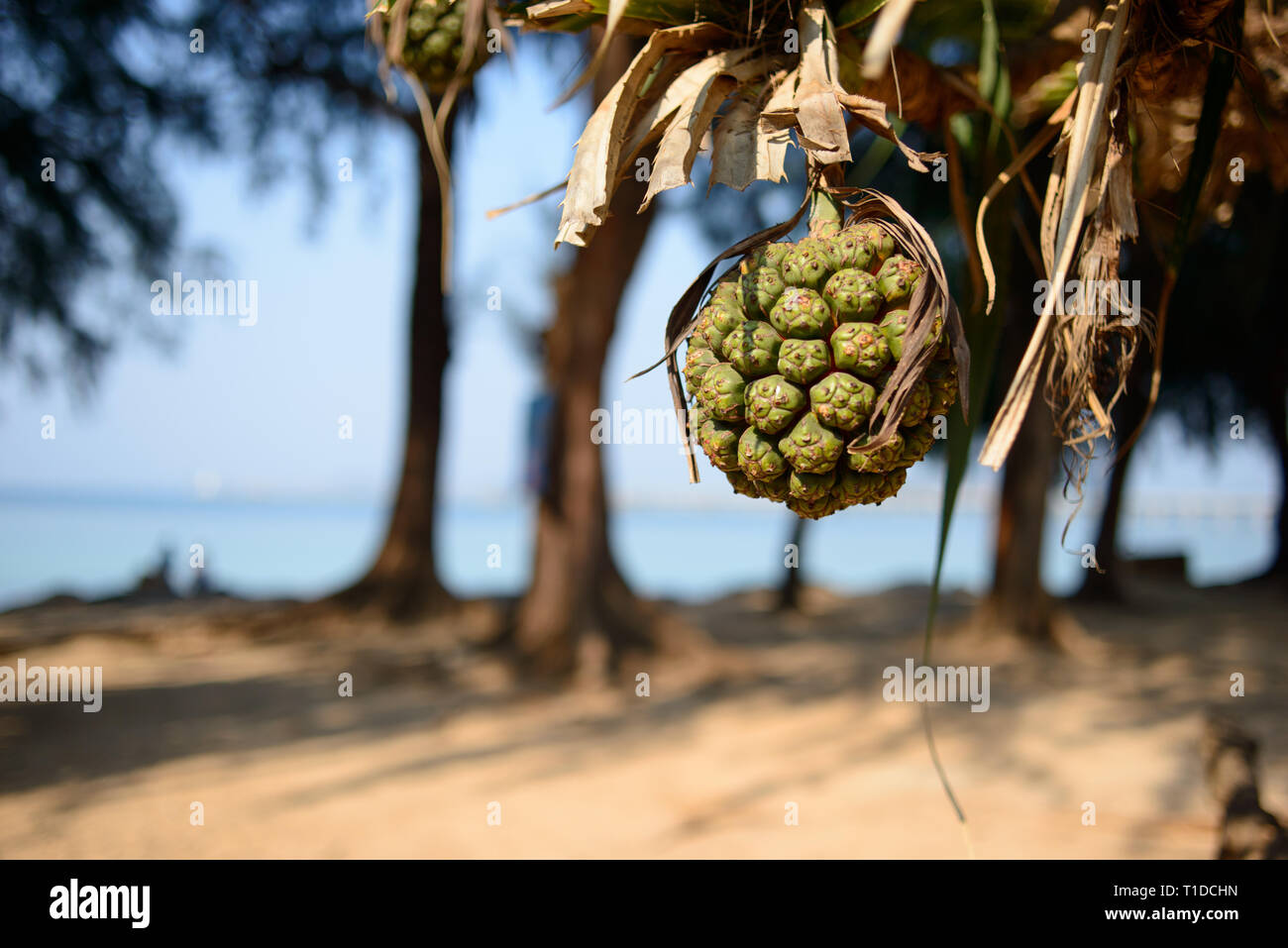 Pandanus tectorius arbre. Pandan Tropical fruits sur un arbre. Arrière-plan flou, copie gratuite de l'espace. Banque D'Images