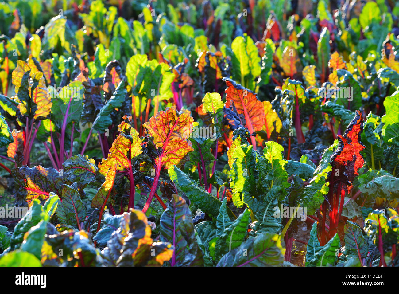 La bette à carde arc-en-ciel de plus en plus ferme biologique. Contexte agricole colorés Banque D'Images