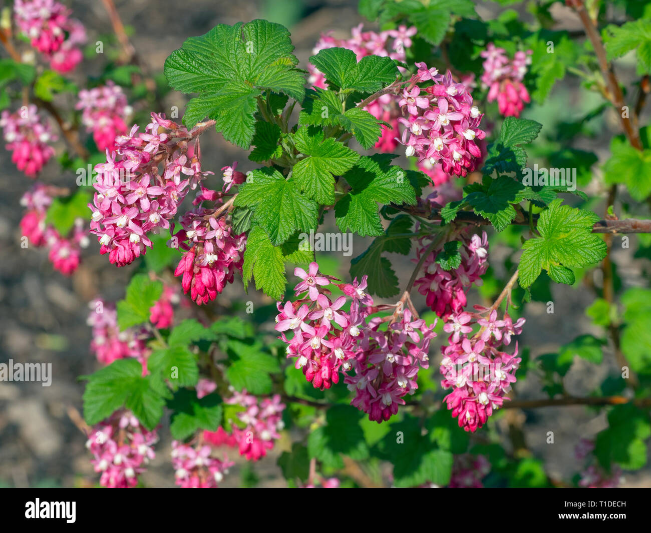 À floraison rouge groseille Ribes sanguineum jardin Norfolk Banque D'Images