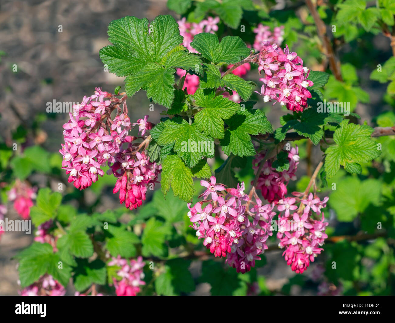 À floraison rouge groseille Ribes sanguineum jardin Norfolk Banque D'Images