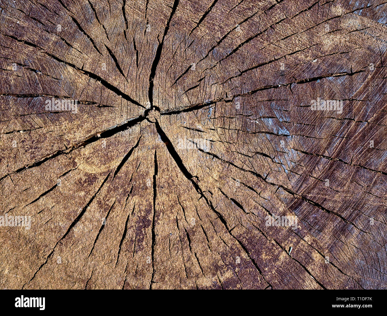 Close up of cutten tronc d'arbre. Détail de l'année agrégation des cercles. La texture, l'arrière-plan. Banque D'Images