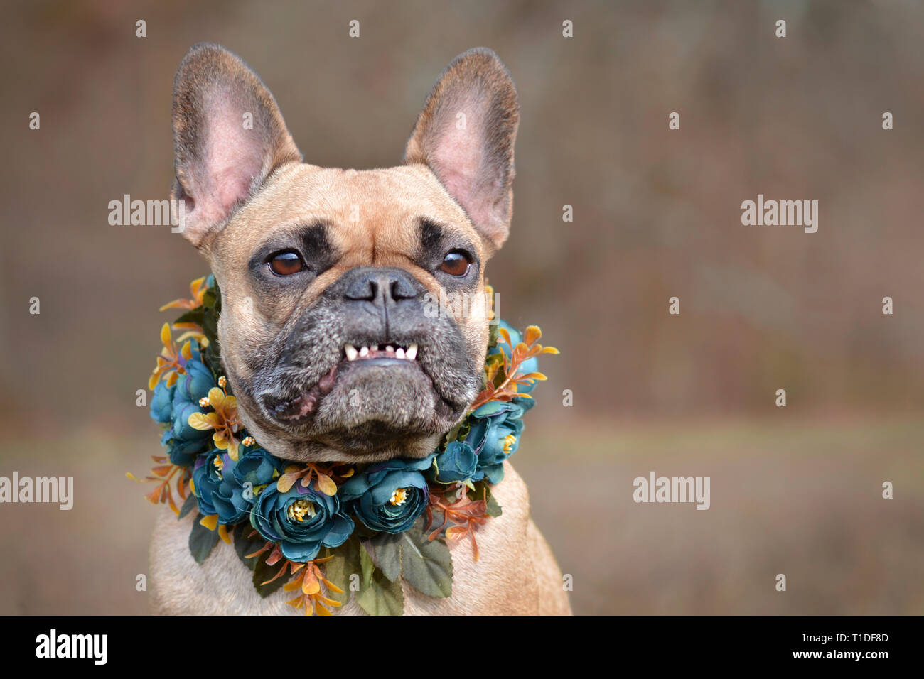 Magnifique portrait d'une femelle brown Bouledogue français chien montrant sourire avec surplomb portant un collier floral selfmade bue en face de l'arrière-plan flou Banque D'Images