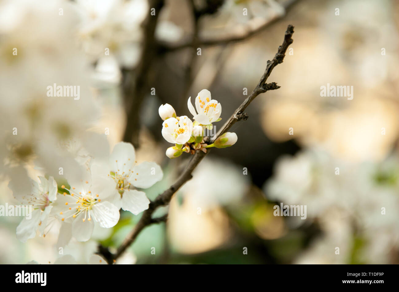 Blossom de Mirabelle au printemps Banque D'Images