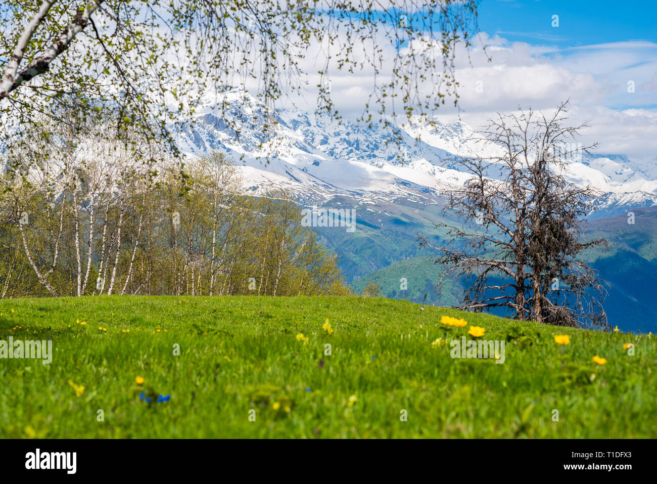Le printemps en montagne : une prairie avec des arbres en fleurs fleurs et bourgeons de fleurs avec de la neige des montagnes. Hatsvali, Svaneti, la Géorgie en juin. Banque D'Images