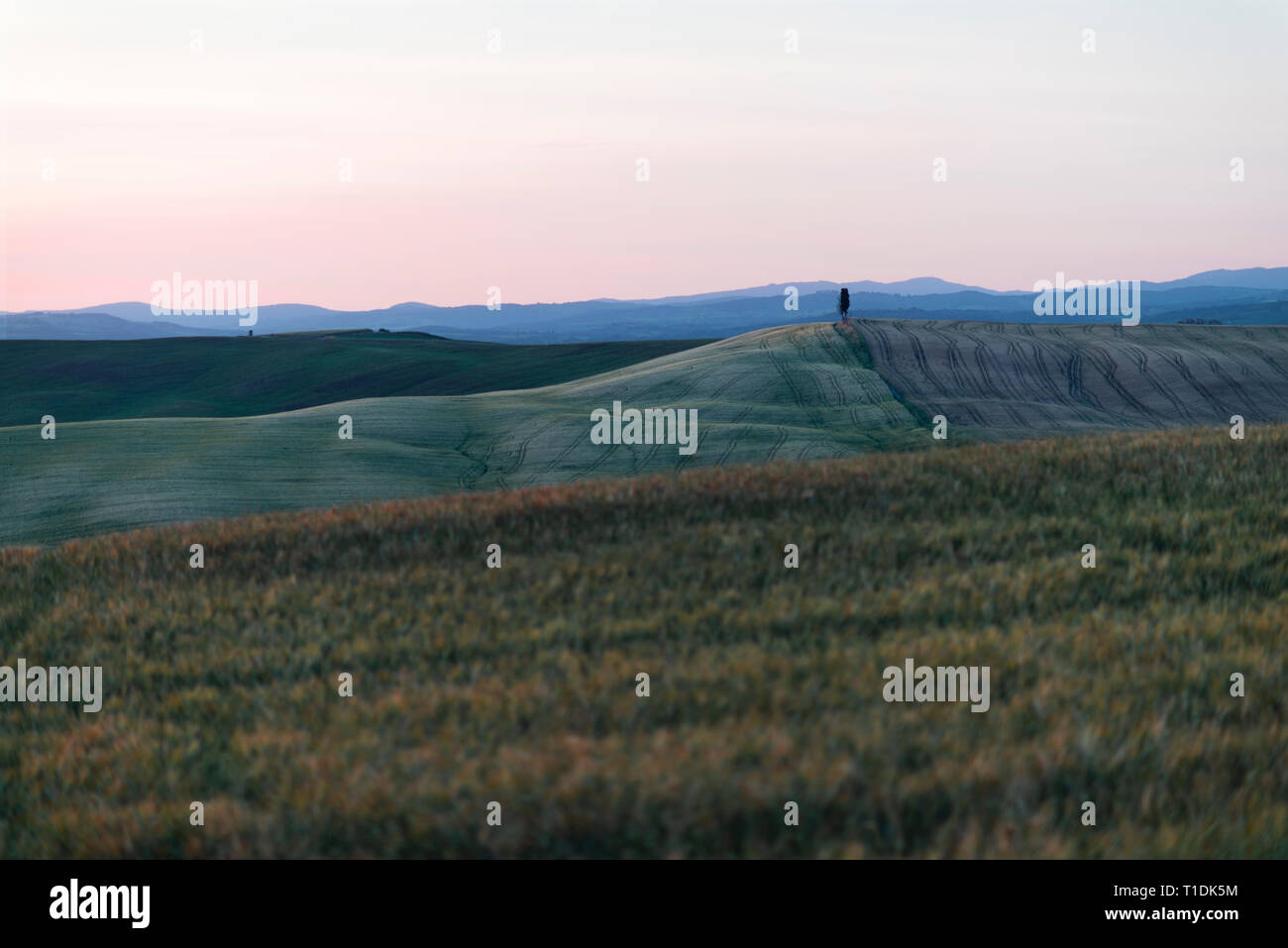 Un seul arbre cyprès isolés au milieu d'un champ dans le Val d'Orcia ou Valdorcia en Toscane, une destination très populaire en Italie Banque D'Images