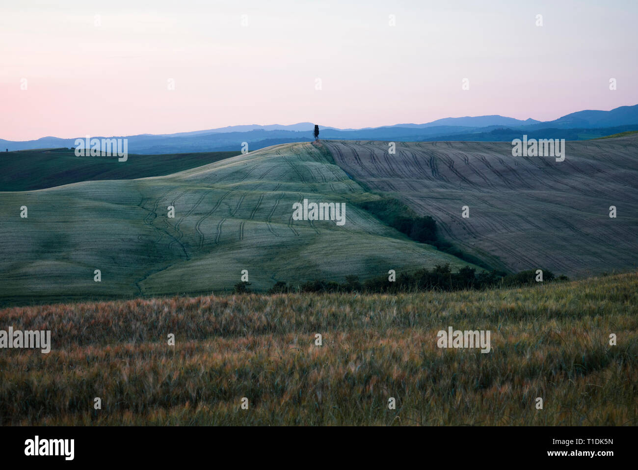 Un seul arbre cyprès isolés au milieu d'un champ dans le Val d'Orcia ou Valdorcia en Toscane, une destination très populaire en Italie Banque D'Images