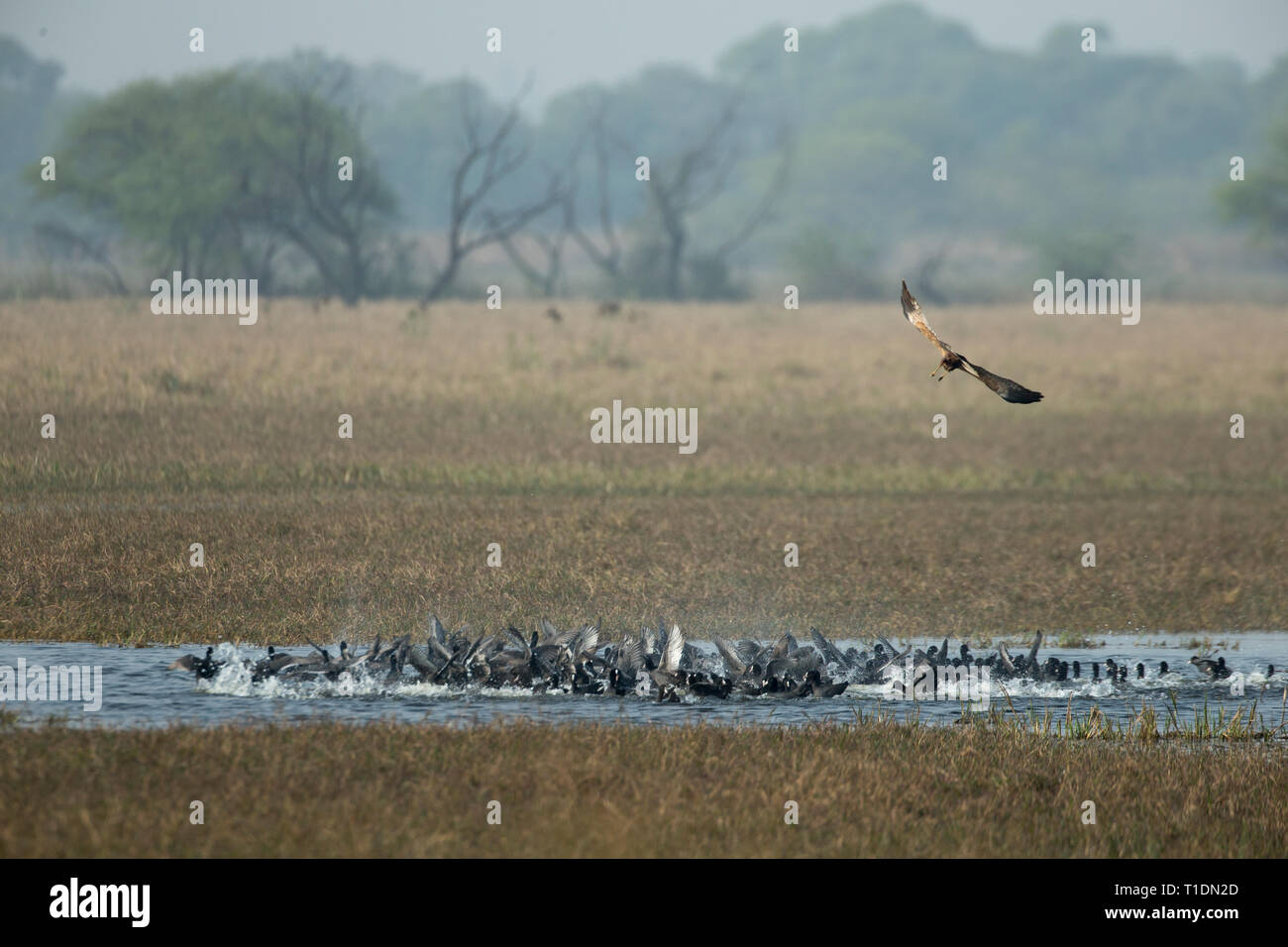 Le busard pour aller à des proies d'oiseaux de Bharatpur, Rajasthan, Inde Banque D'Images