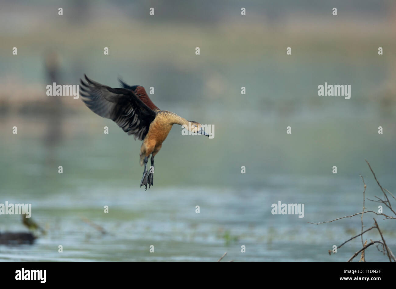 Canard à l'atterrissage à moindre sifflement d'oiseaux de Bharatpur, Rajasthan, Inde Banque D'Images