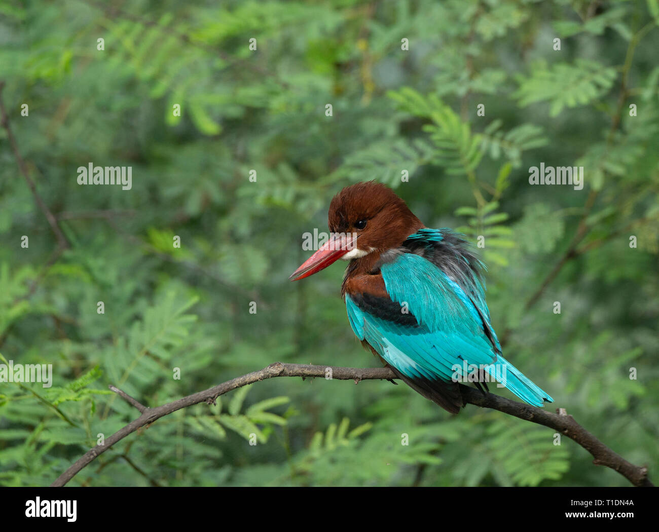 White-Breasted à Kingfisher oiseaux de Bharatpur, Rajasthan, Inde Banque D'Images