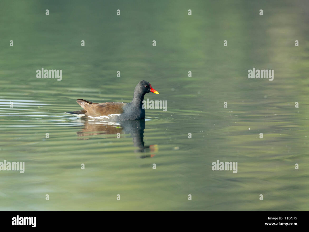 La Gallinule poule-d'eau en natation lors d'oiseaux de Bharatpur, Rajasthan, Inde Banque D'Images