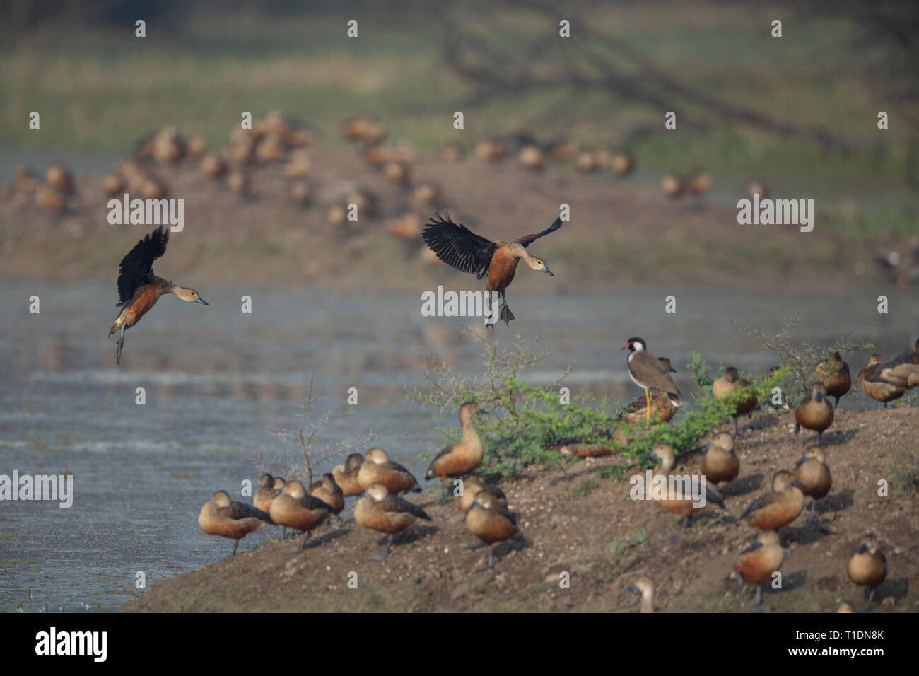 Canards au moindre sifflement d'oiseaux de Bharatpur, Rajasthan, Inde Banque D'Images
