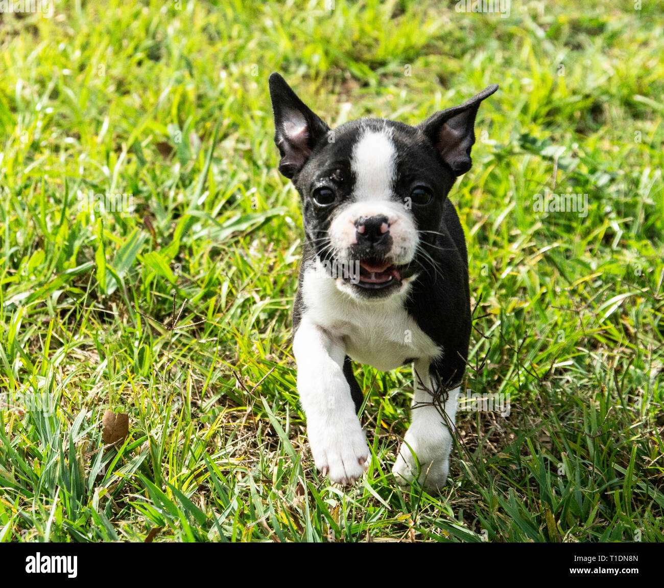 Boston Terrier Puppy jouant dans l'herbe Banque D'Images