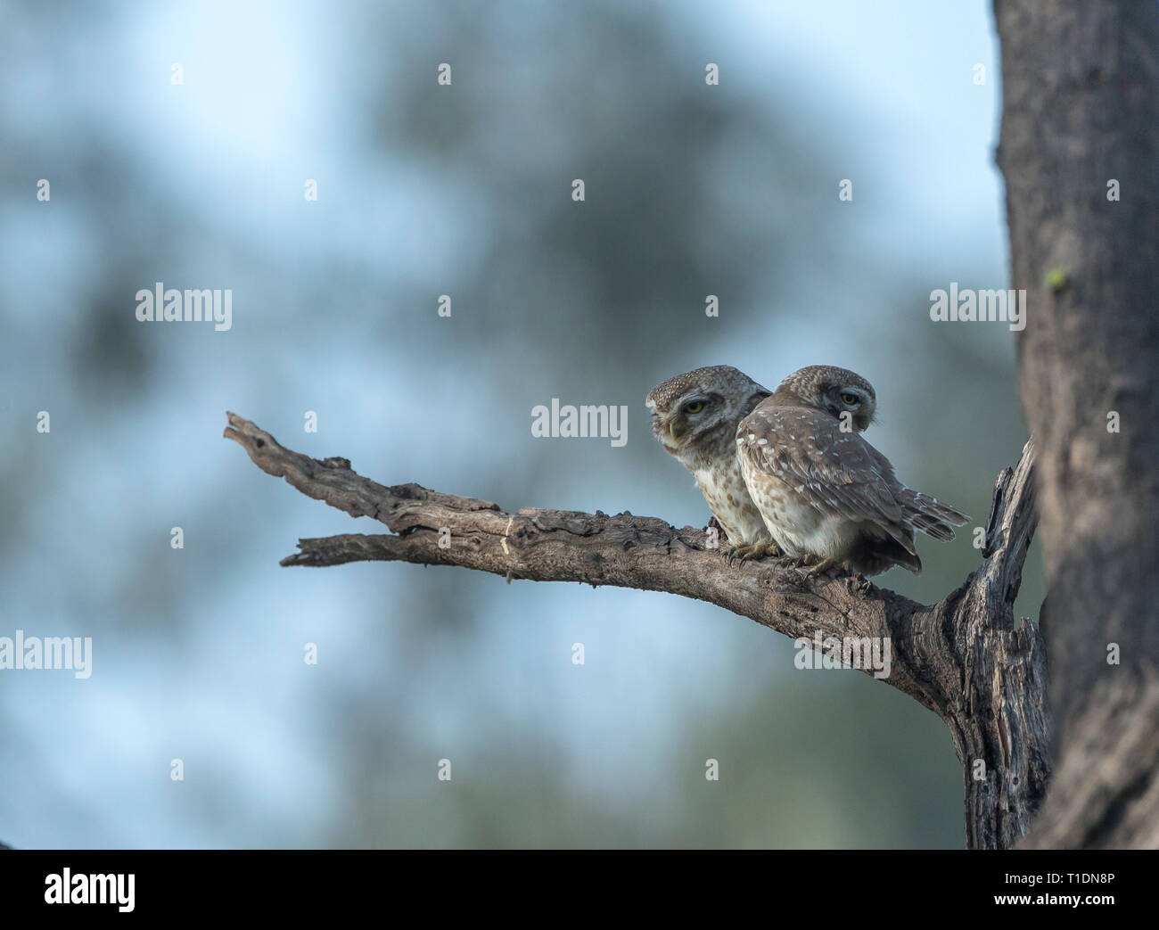 Spotted Owlet paire aux oiseaux de Bharatpur, Rajasthan, Inde Banque D'Images