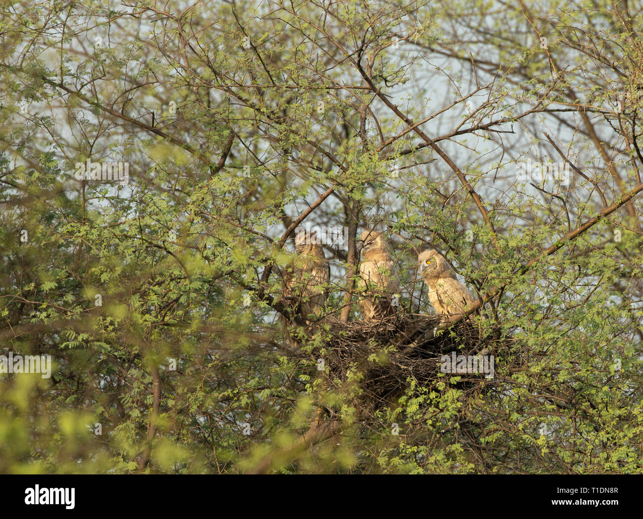 Dusky Eagle Owl dans leur nid à oiseaux de Bharatpur, Rajasthan, Inde Banque D'Images