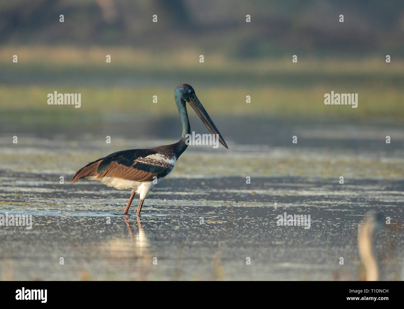 Black-necked Stork en alimentation au lac d'oiseaux de Bharatpur, Rajasthan, Inde Banque D'Images