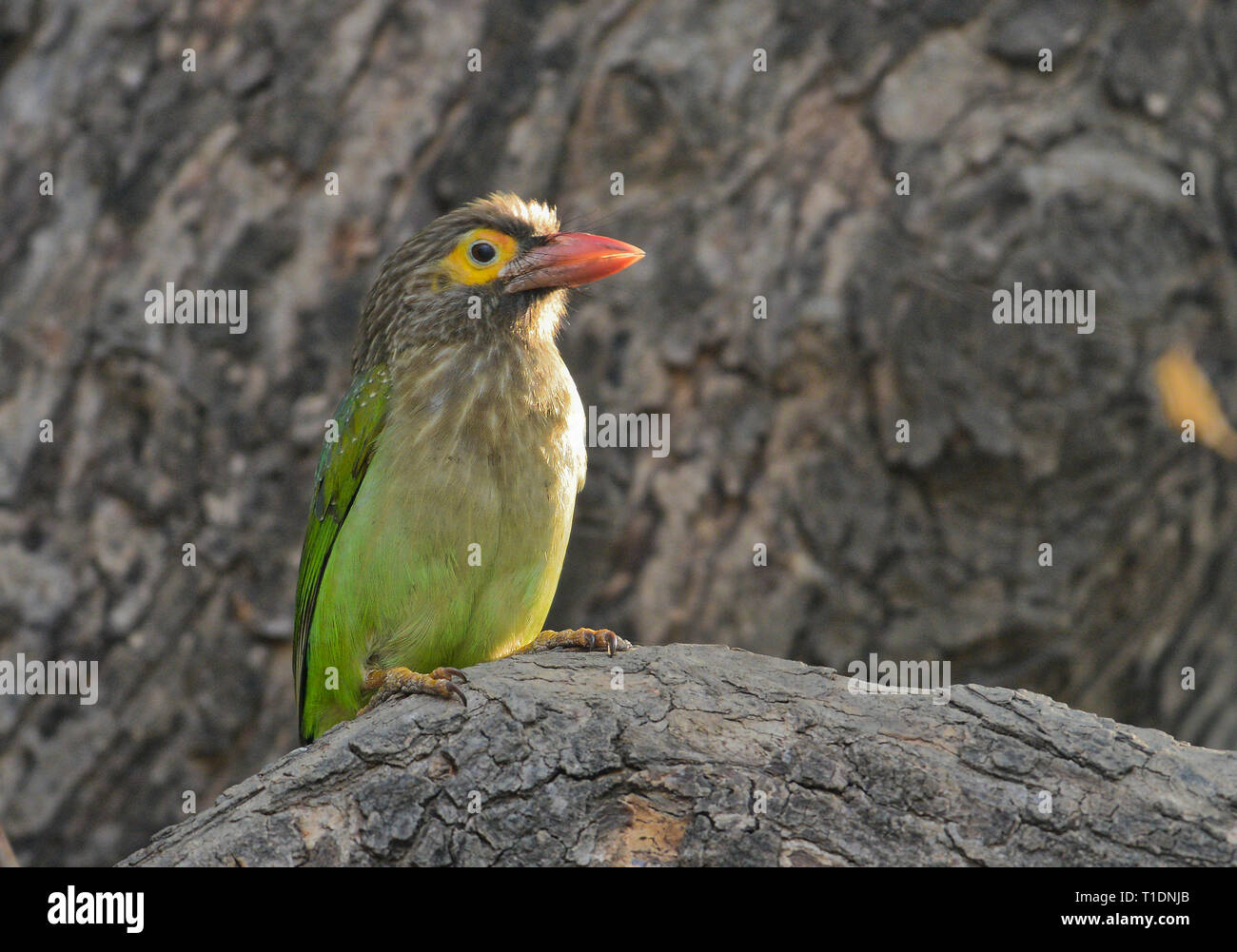 Lineated Barbet sur tronc de l'arbre à oiseaux de Bharatpur, Rajasthan, Inde Banque D'Images