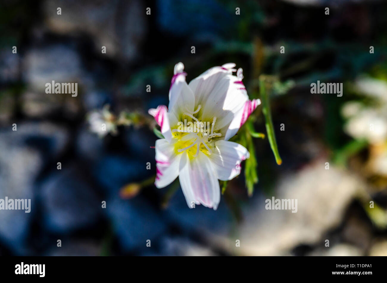 Anza Borrego Desert State Park, San Diego County, Calfifornia Banque D'Images