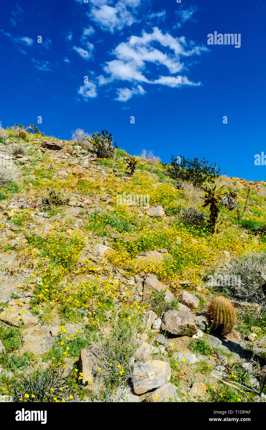 Anza Borrego Desert State Park, San Diego County, Calfifornia Banque D'Images