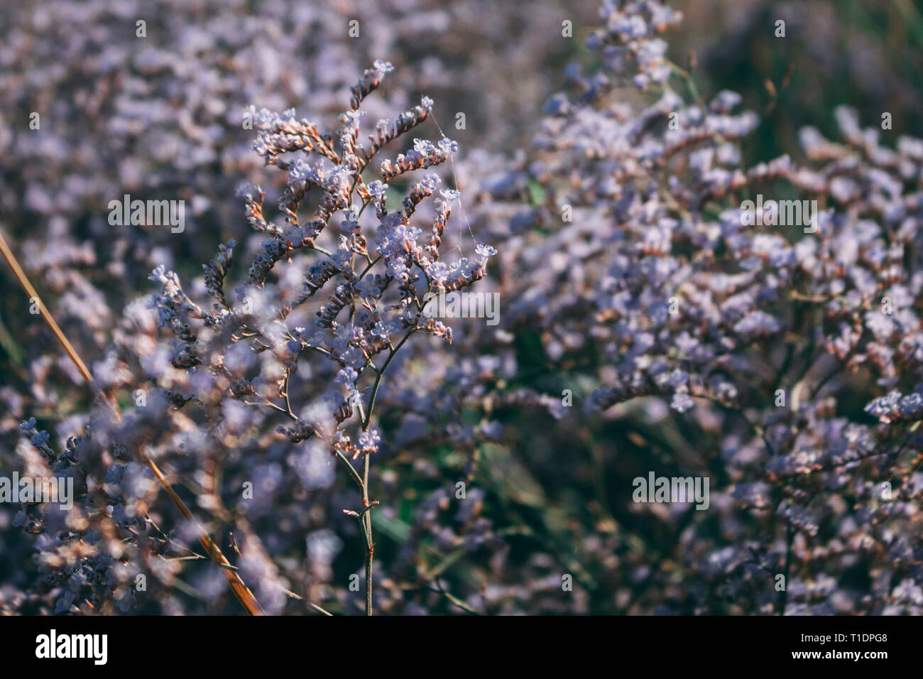 Herbes sauvages sur le terrain. Les petites fleurs violettes. Plante médicinale. Herbes aromatiques utiles. Thème d'été. Fond naturel. Banque D'Images