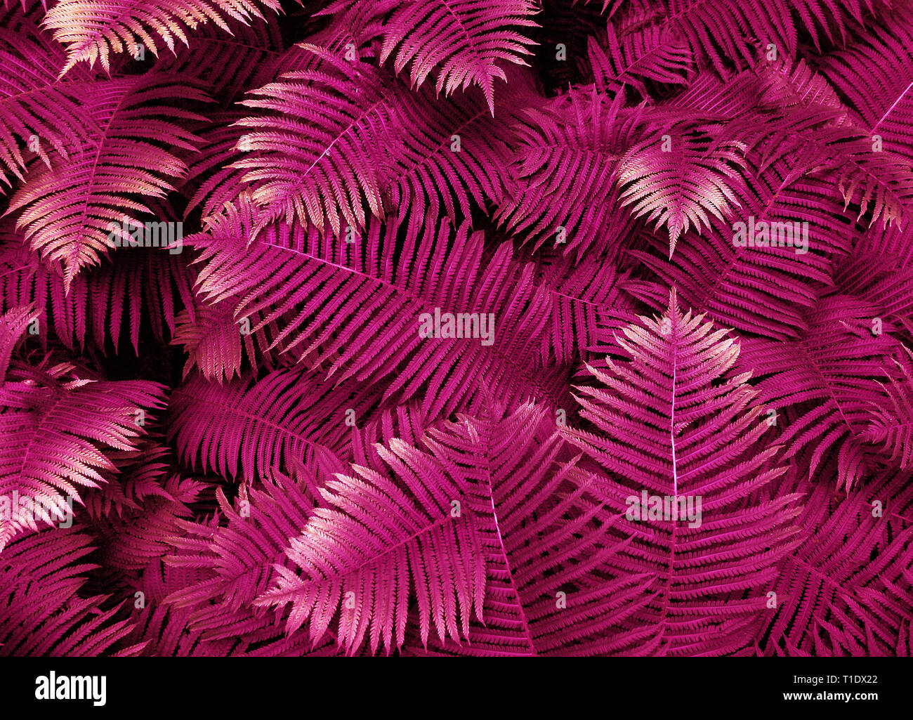 Feuilles de fougère rose avec des gouttes de pluie dans les régions  tropicales. Vue d'en haut. Mise à plat. Nature background, close-up de  feuilles de lis de la vallée et de fougères