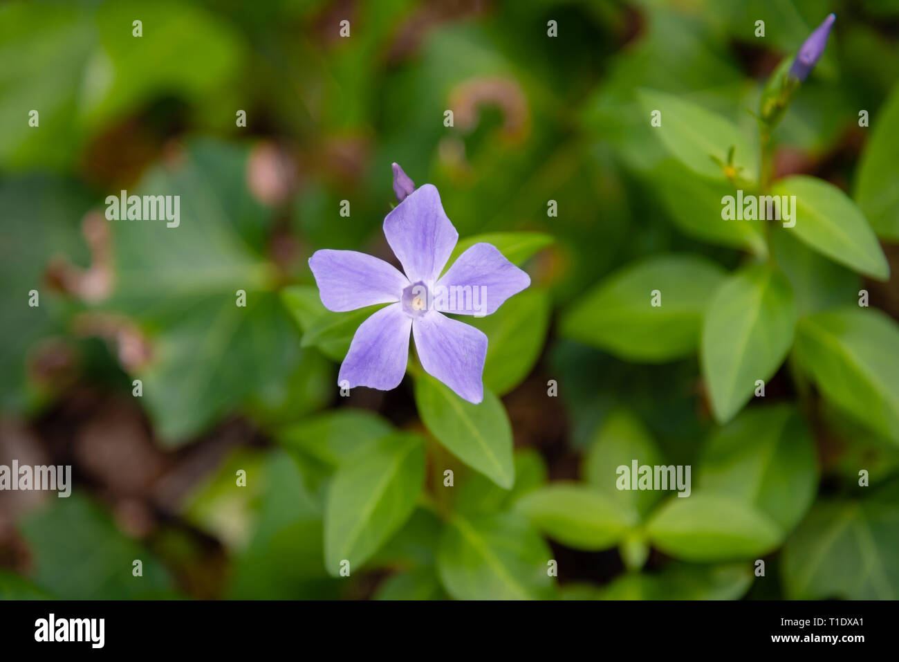 Fleurs repéré à Sintra, Portugal Banque D'Images