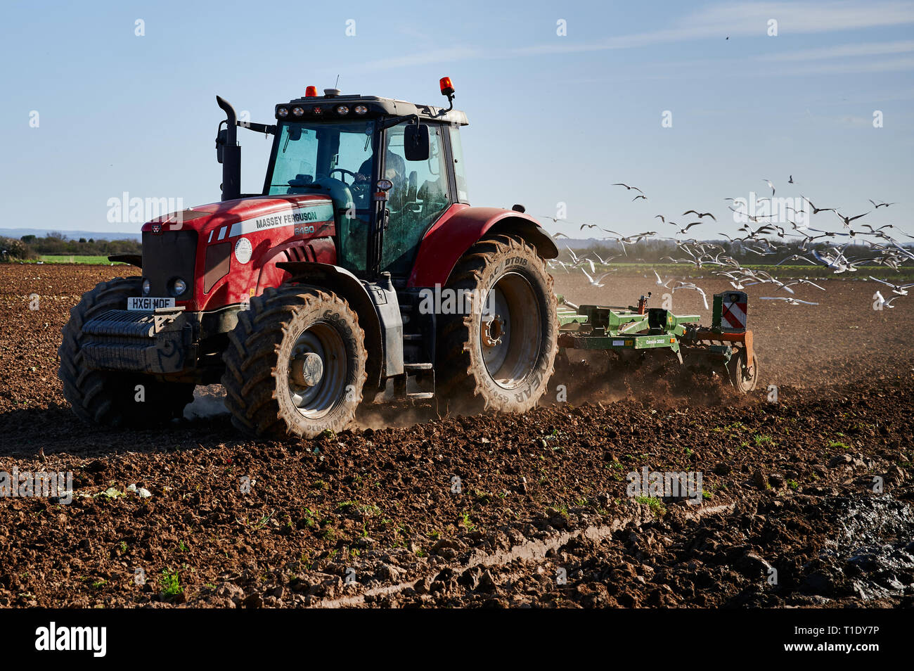 Le labour et l'ensemencement au printemps. Tracteur Massey Ferguson de labourer la terre avec les mouettes en quête opportunistes. L'agriculture avec la nature. Banque D'Images