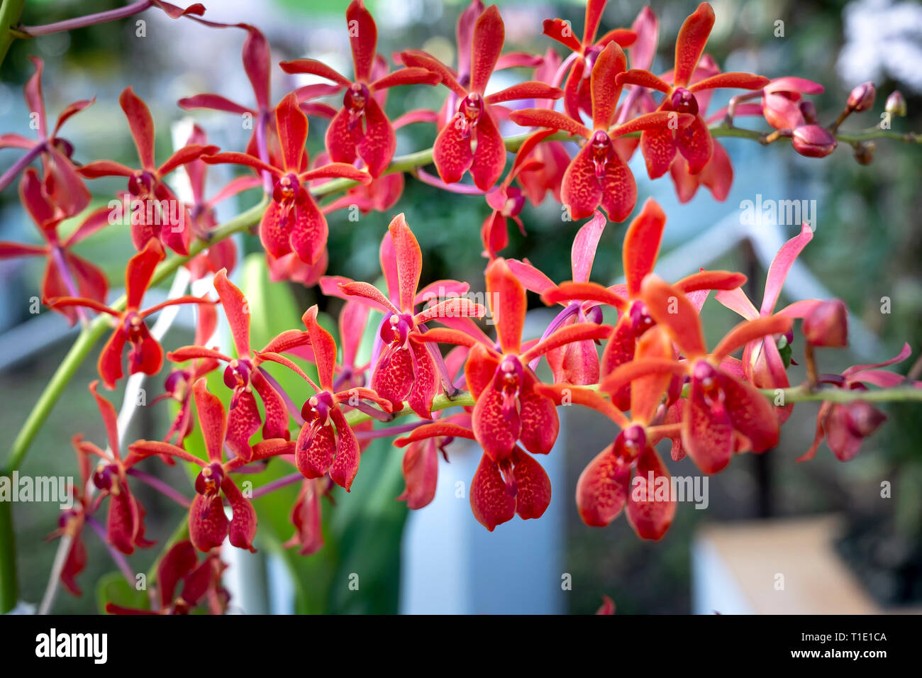 Fleur orchidée Renanthera - Orchid orchid forêt naturelle, Vietnam Banque D'Images