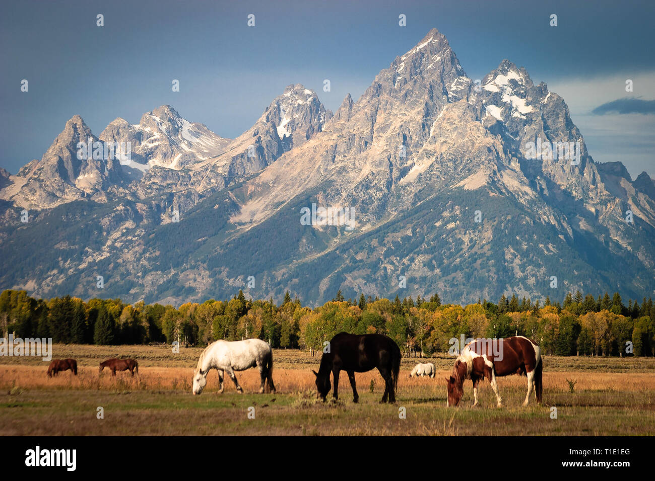 Trois chevaux qui broutent sous la grandeur de Grand Teton National Park. Banque D'Images