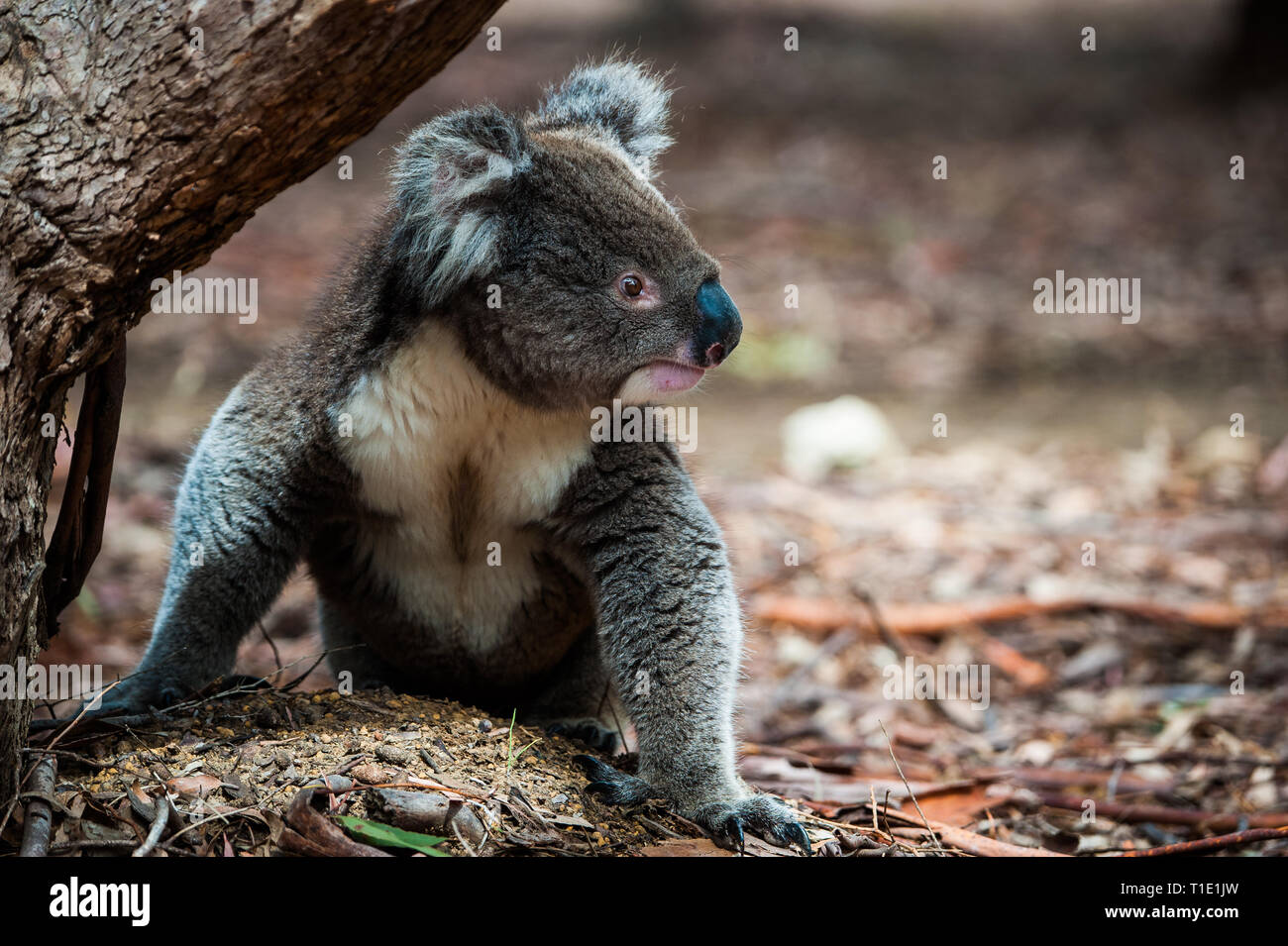 Gros plan de la hauteur des yeux d'un Koala sur Kangaroo Island, Australie Banque D'Images
