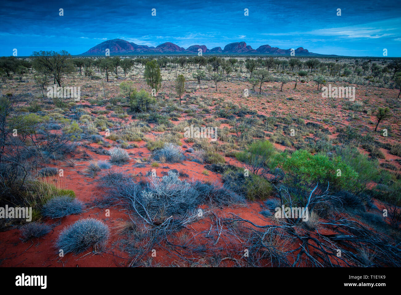 Le Centre Rouge. Dans le Parc National d'Uluru. Banque D'Images