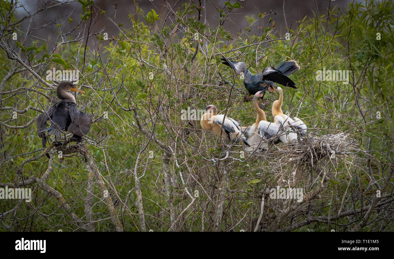 Anhinga d'alimentation de la mère de ses petits en regard du Cormorant, prête à s'engager dans un combat, sur l'anhinga trail dans le Parc natinal des Everglades. Banque D'Images