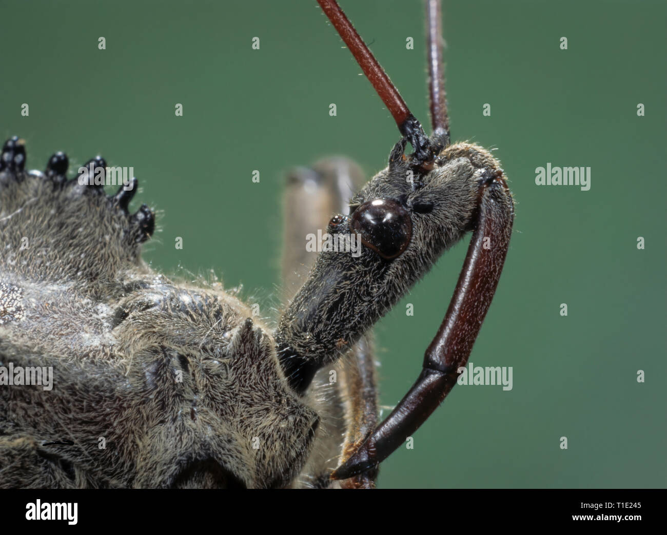 Chef de bug de roue (christantus Arilus), une espèce d'insecte assassin. Long bec-comme le rostre de pierce proie et sucer intérieurs. En-cas peuvent être douloureux. Na Banque D'Images