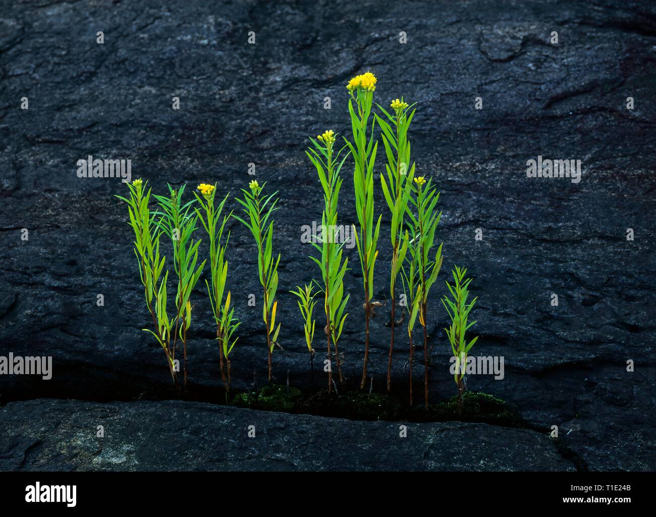 Feuilles lancéolées-goldenron (Solidago graminifolia) croissant sur les îles en gneiss 10 000 Région de la baie Georgienne, en Ontario, Canada. Ce soubassement est partie Banque D'Images
