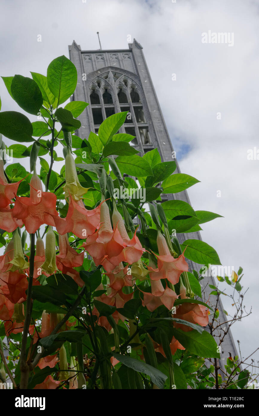 Fleurs en forme de cloche sur un arbuste devant la tour du beffroi et de la cathédrale anglicane de Nelson, Nelson, Nouvelle-Zélande. Banque D'Images