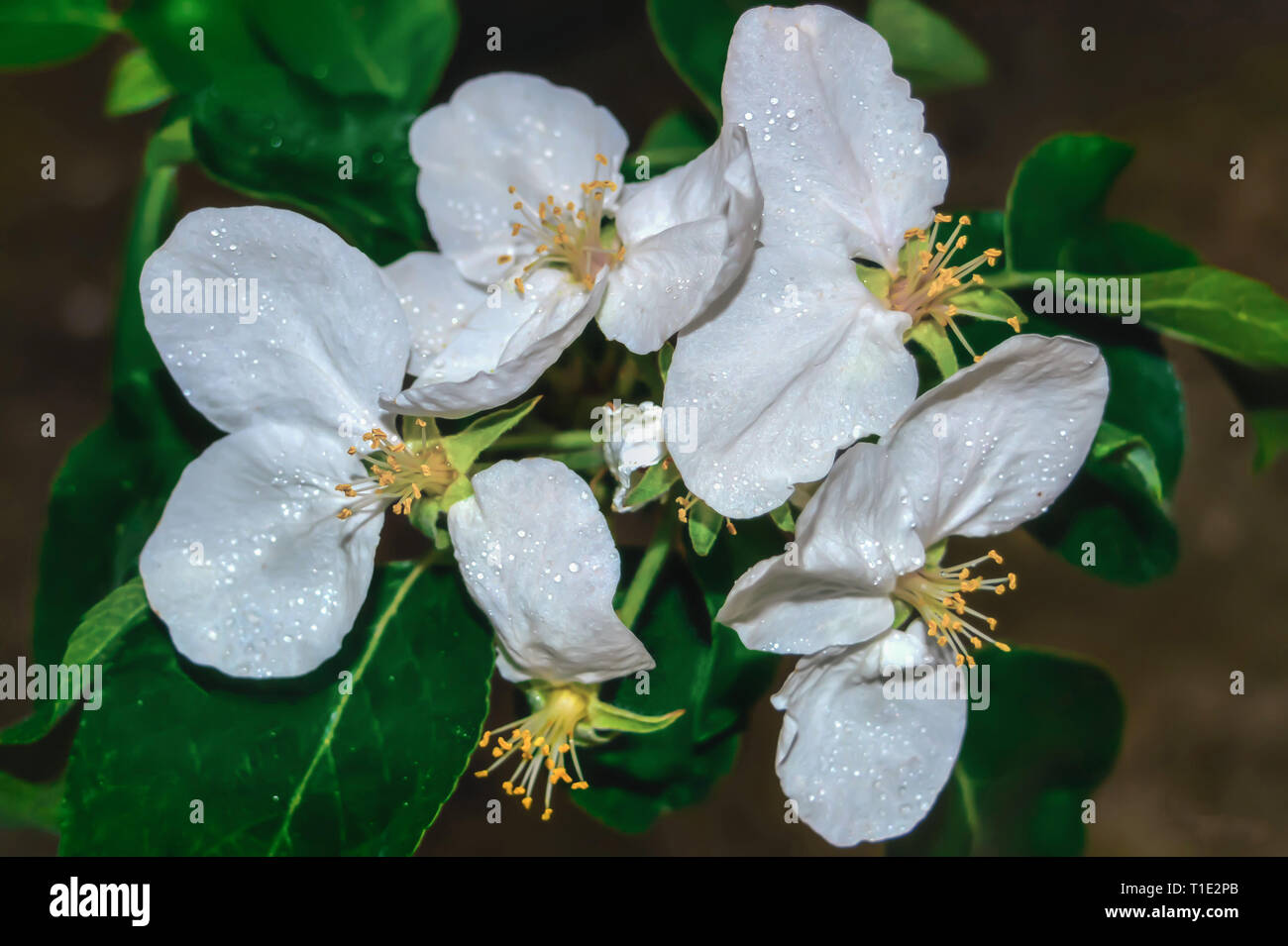 Les gouttelettes d'eau sur les fleurs d'apple après une douche de pluie Banque D'Images