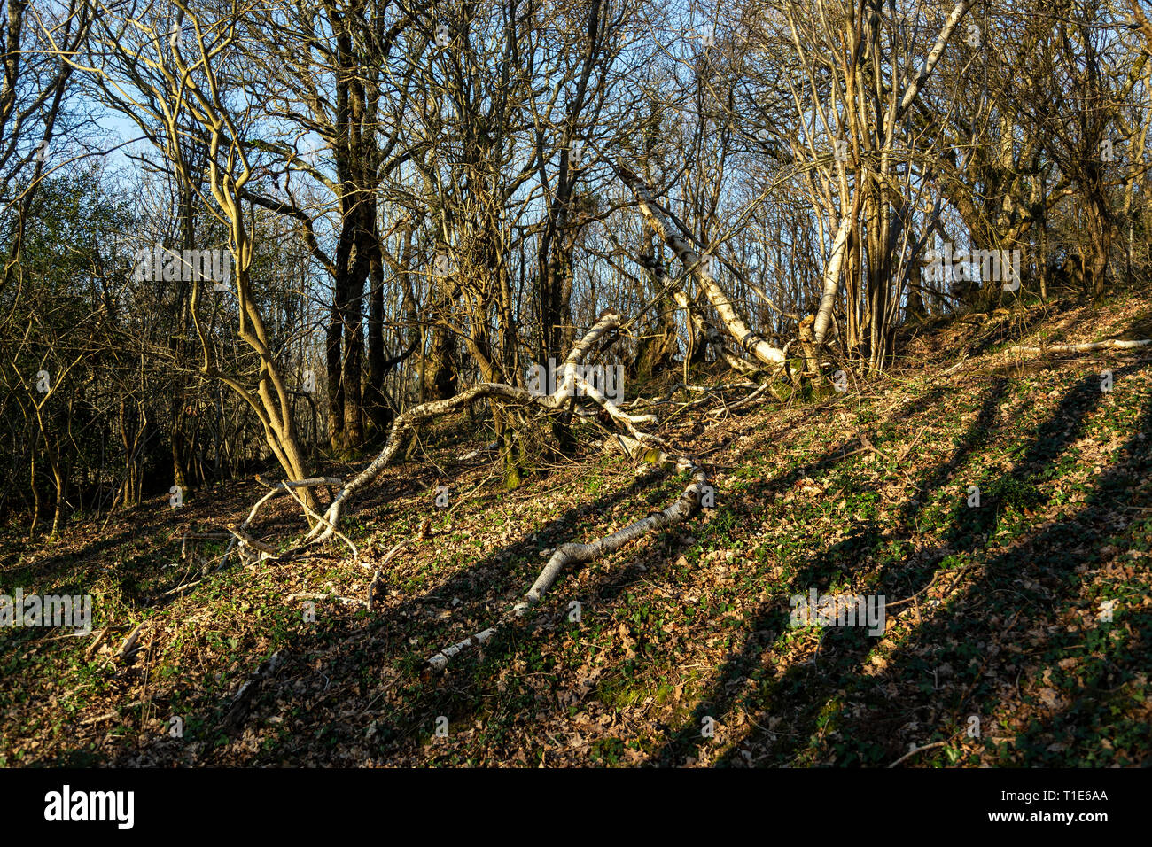 Mots-clés Betula pendula, chute, Forêt, Horizontal, mousse, en plein air, la photographie, l'écorce de la plante, arbre, tronc d'arbre, Forêt, tombé dans le bois de bouleau argenté Banque D'Images